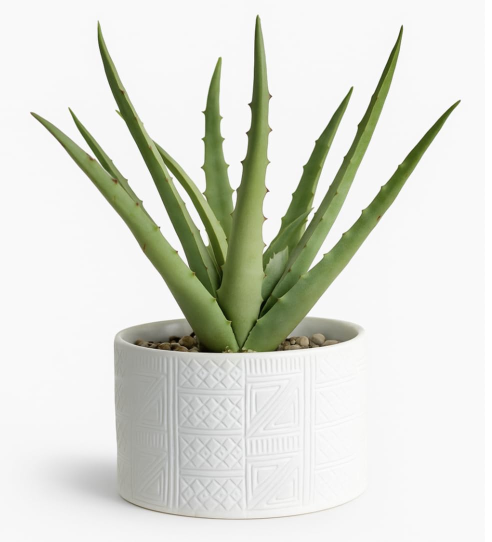 Kurrajong Farmhouse Artificial Plant in White Ceramic Pot | 10" high sage Green Faux Agave Plant | Fake Plant for Desk Decor | Artificial Agave for Home Decor | Artificial Succulent for Shelf Decor