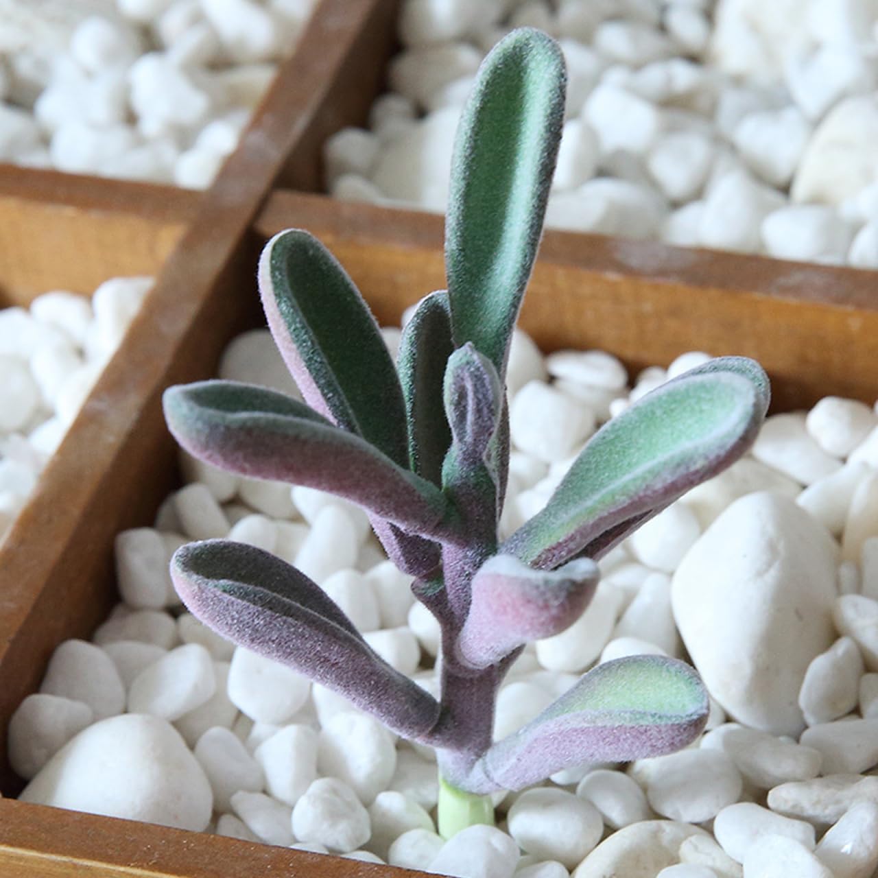 IMIKEYA 6pcs Simulated Succulents Artificial Plants for Outdoors Mini Fake Plants House Decorations for Home Decorative Faux Succulent unpotted Succulents Plants Fake Cactus Cacti Plants
