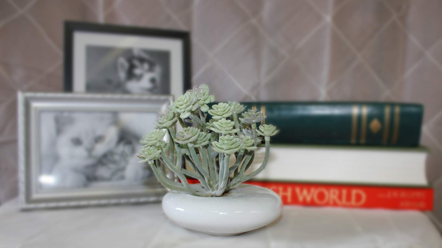 WORTH IMPORTS 5" Artificial Aeonium Succulent in White Ceramic Container