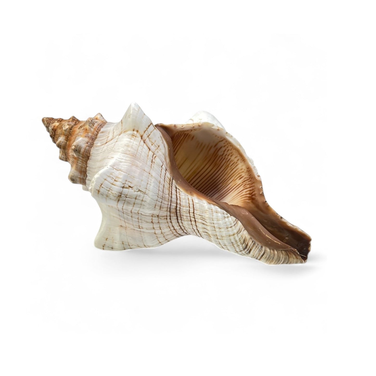Tumbler Home Large Conch Shell for Aquarium and Beach Decor (Fox)