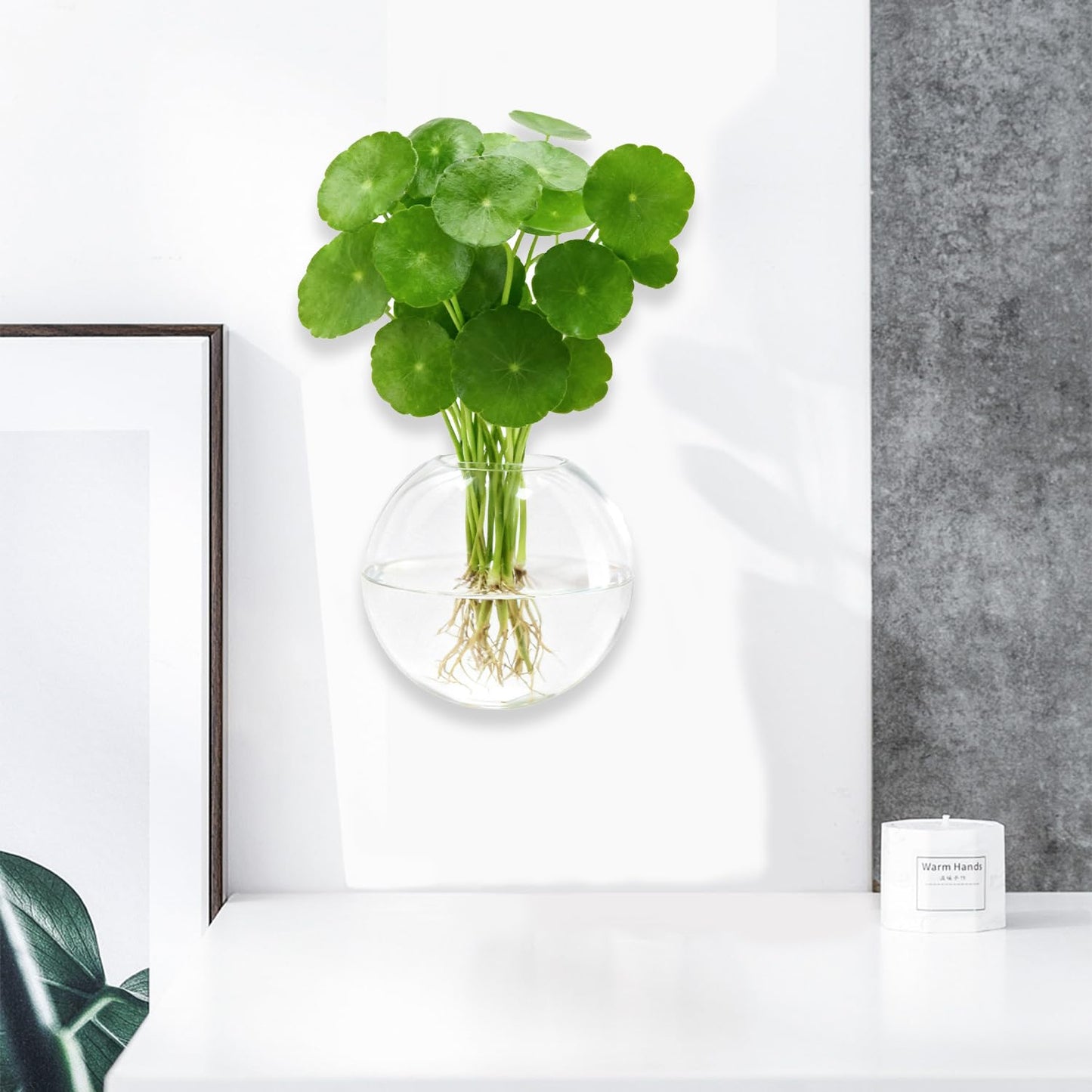 Wall Hanging Propagation Station 6 Pack Oblate Glass Hydroponic Plant Vases