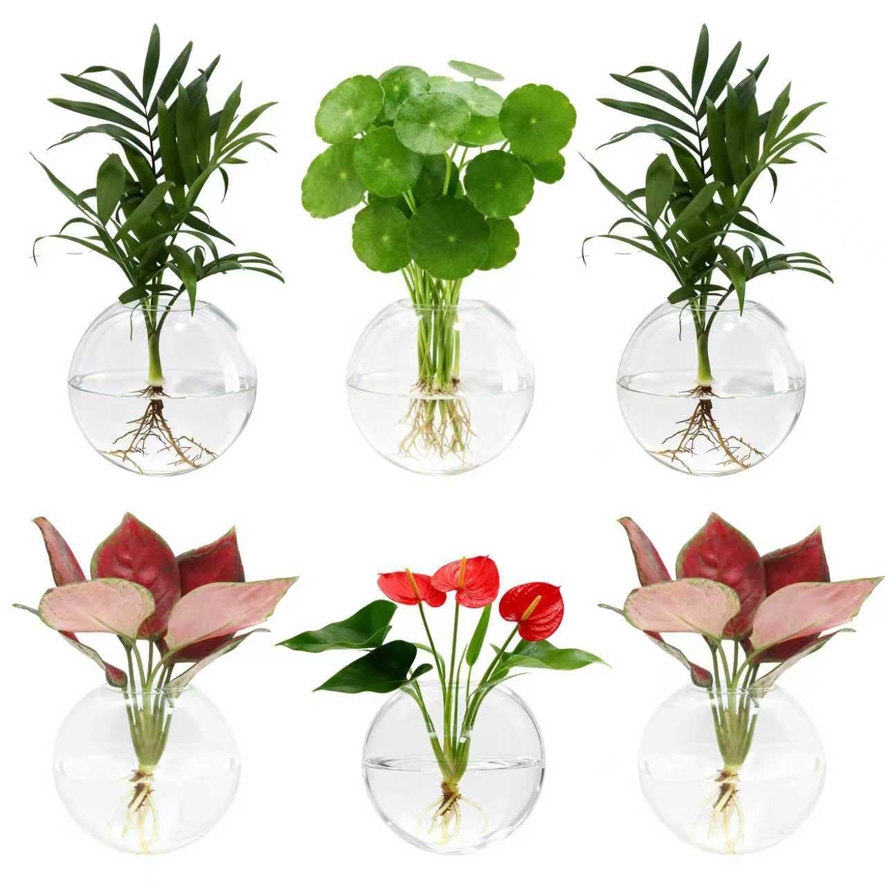 Wall Hanging Propagation Station 6 Pack Oblate Glass Hydroponic Plant Vases