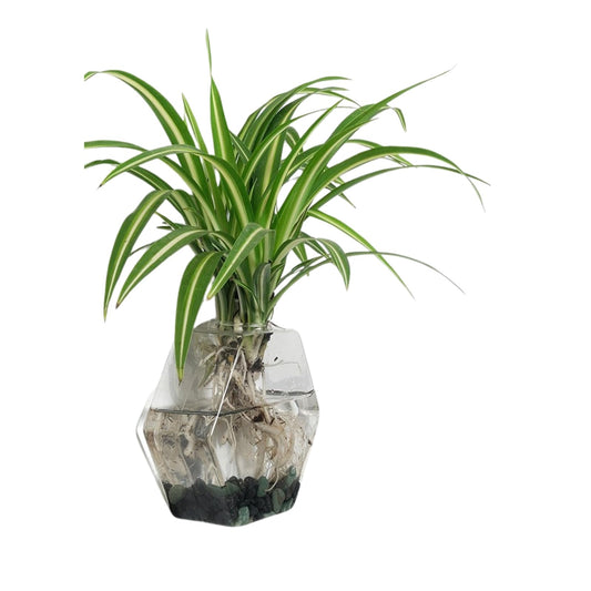 Boxonly Wall-Mounted Acrylic Planter for Hydroponic Plants – Hexagonal Vase Large, Modern Transparent Design for Home & Office Decoration