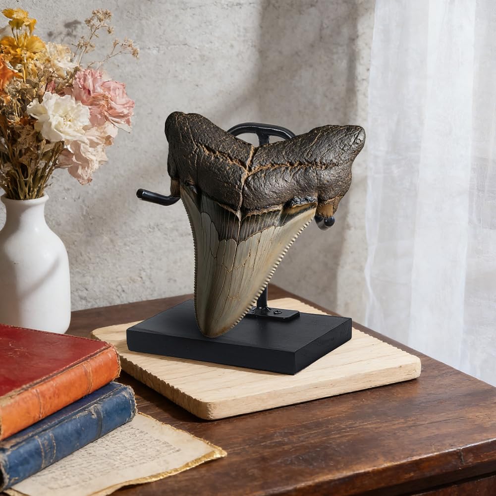 NBEADS 1 Pc Shark Tooth Display Stand, Metal Arm with Pinewood Base Shark Tooth Holder, Decorative Display Easel for Megalodon Shark Tooth Fossils Minerals Crystals Agate, 3.98x2.48x4.53 Inch