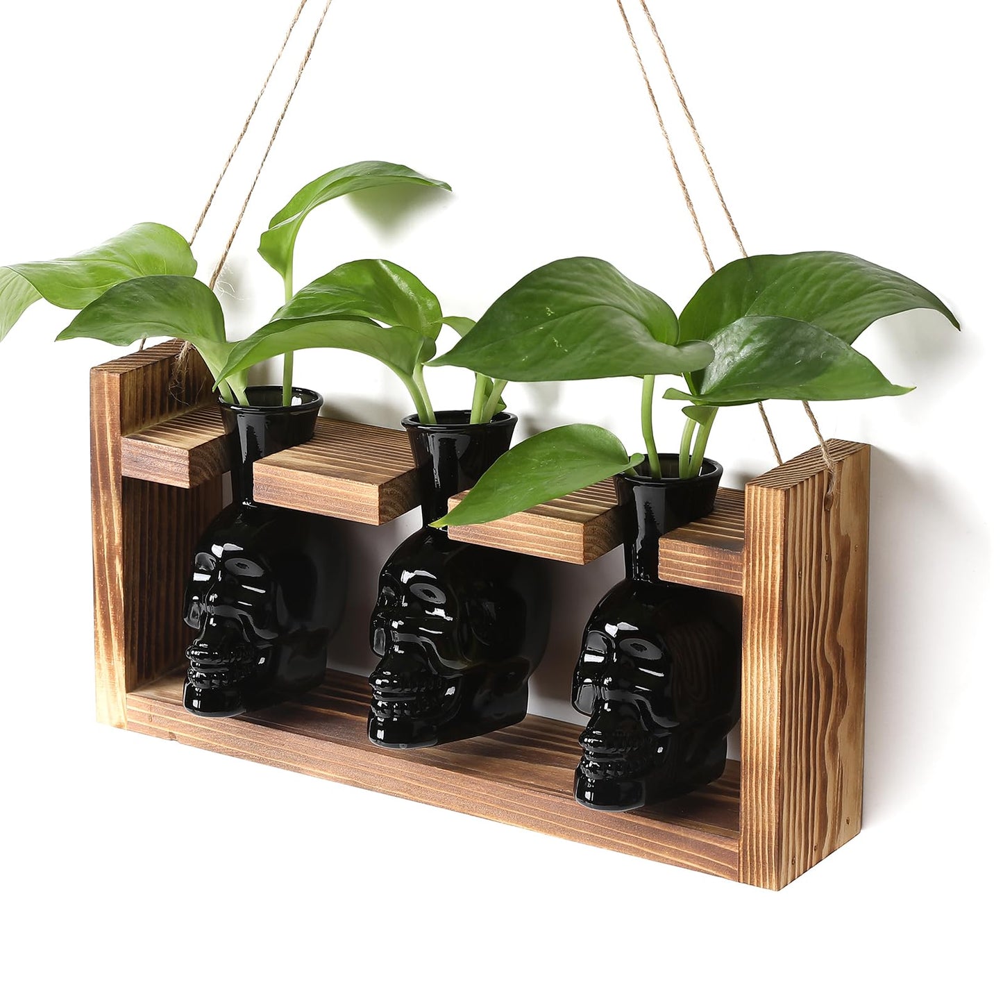Plant Terrarium Propagation Stations Hydroponics Halloween Skull Planter