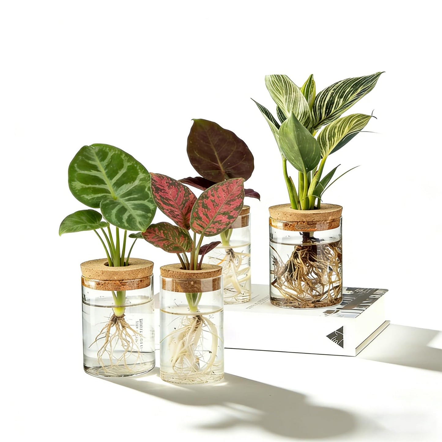 Glass Plant Propagation Station Set of 4, 2 Large and 2 Small Clear Borosilicate Glass Vases for Plant Propagation, Modern Nordic Hydroponic Propagation Stations for Home Office Decor