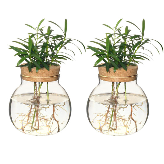 Plant Propagation Station,Hydroponic Terrarium Vase,Desktop Glass Planter Station,for Houses,Garden Decorations,ropagating Hydroponic Plants,Centerpiece Office,Home Garden Decor (2)