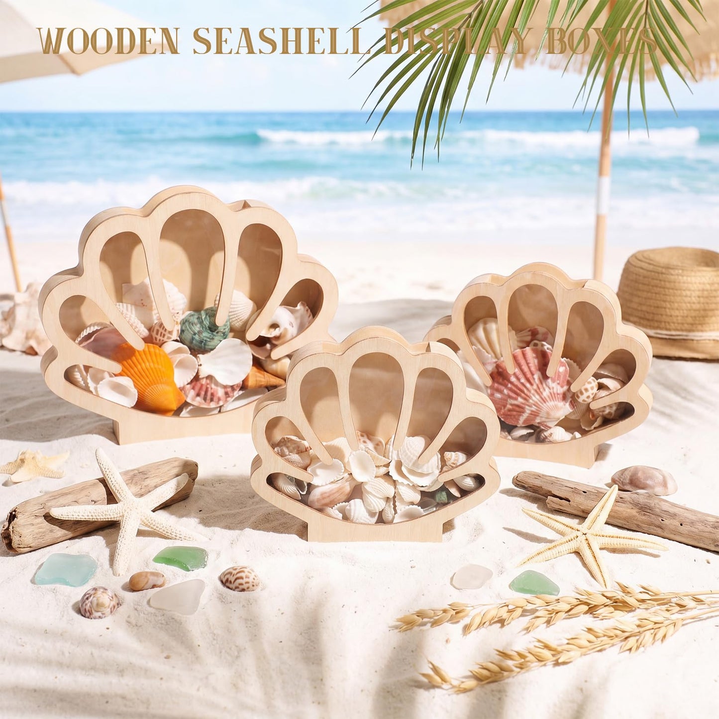 Mifoci 3 Pcs Seashell Display Box Wooden Scallop Shaped Sea Shell Holder with Acrylic Clear Window Starfish Display Case Shadow Box for Sea Glass Shark Tooth Storage Collection Summer Home Decor