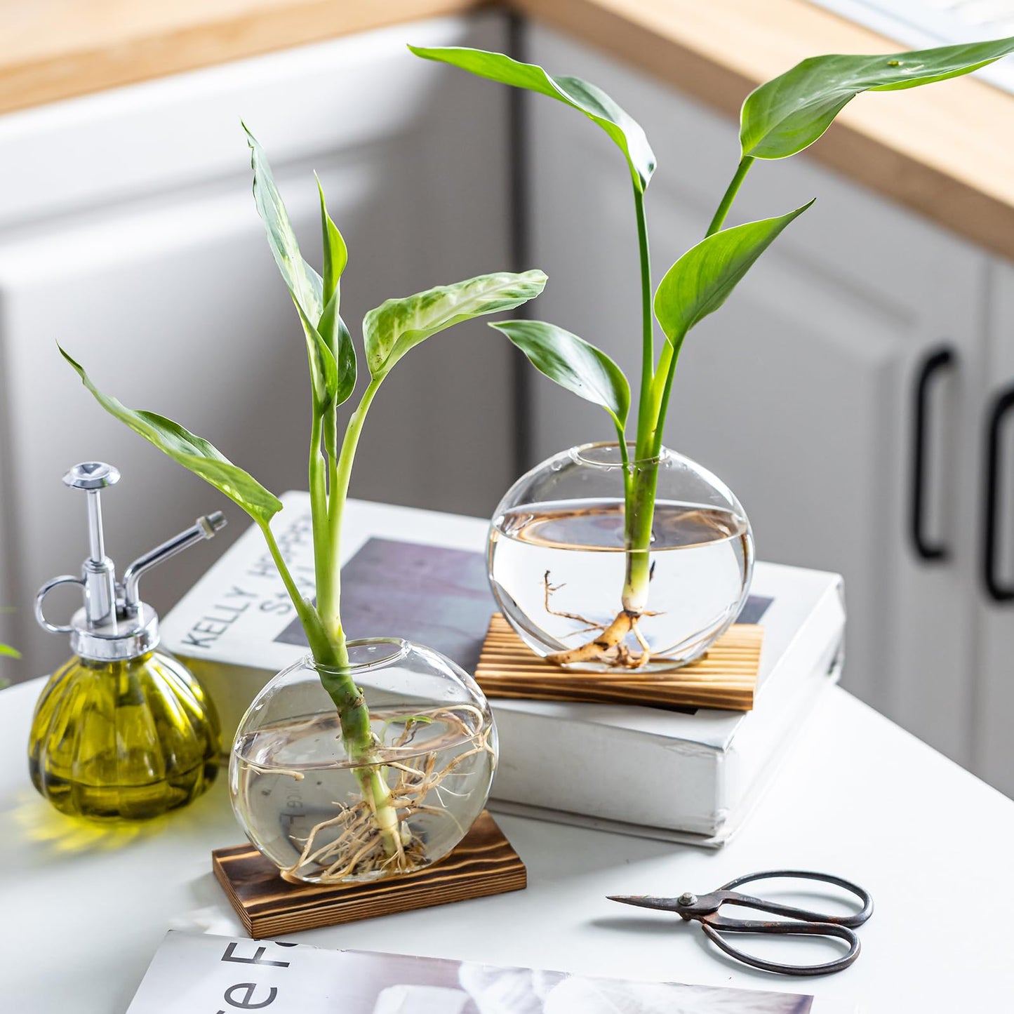 wangsdjy Glass Planter Propagation Station with Wooden Base - Clear Oblate Hydroponic Vase, Decorative Desktop Flower Vase for Home, Office, Windowsill - Gift for Plant Lovers (2)