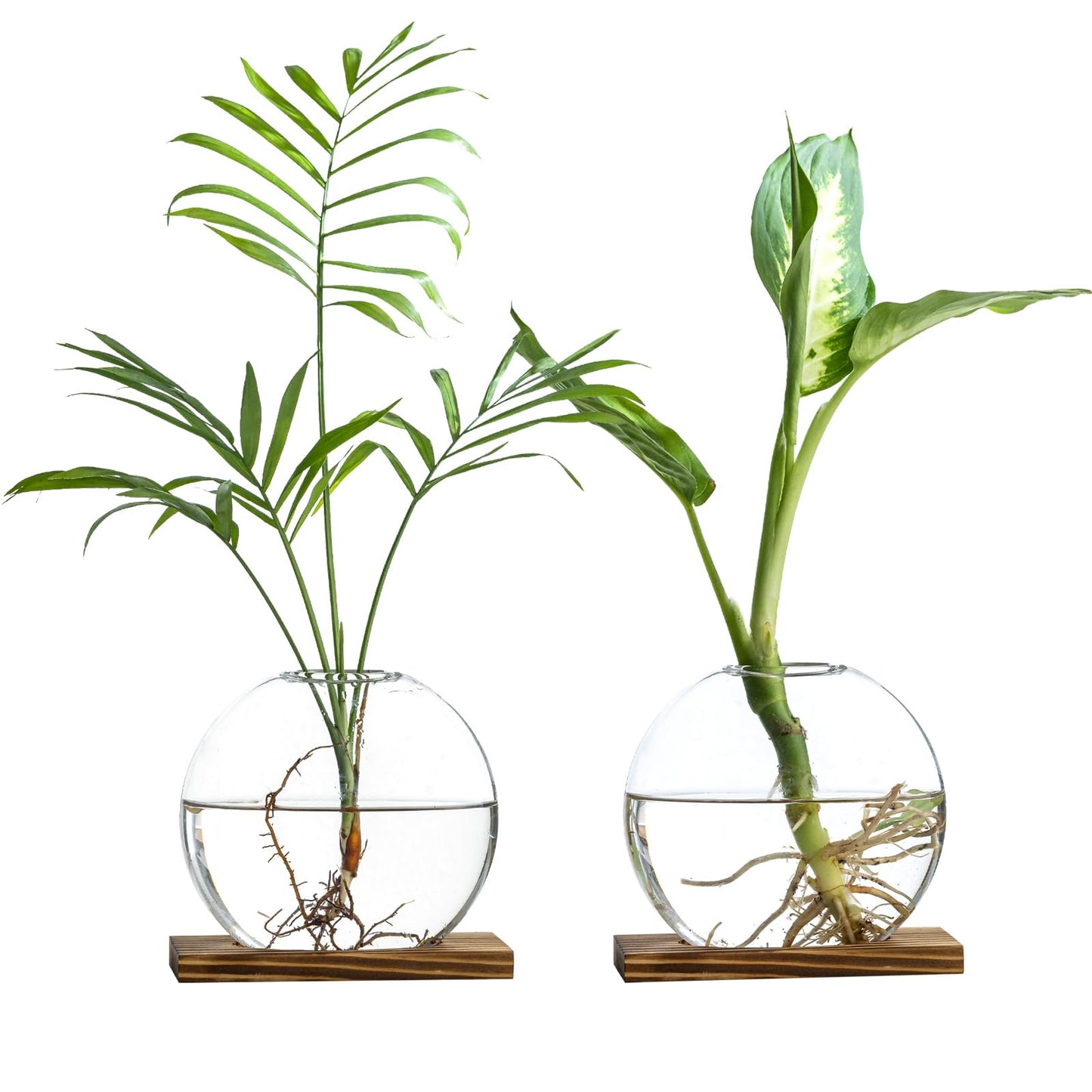 wangsdjy Glass Planter Propagation Station with Wooden Base - Clear Oblate Hydroponic Vase, Decorative Desktop Flower Vase for Home, Office, Windowsill - Gift for Plant Lovers (2)