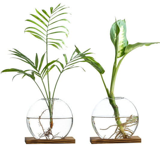 wangsdjy Glass Planter Propagation Station with Wooden Base - Clear Oblate Hydroponic Vase, Decorative Desktop Flower Vase for Home, Office, Windowsill - Gift for Plant Lovers (2)