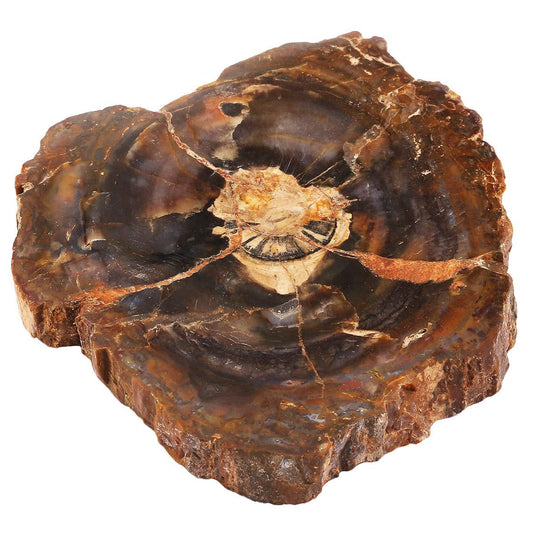 rockcloud 3.3-5" Natural Irregular Petrified Wood Stones Coaster Cup Mat Chakra Healing Stone Specimen 1 PC