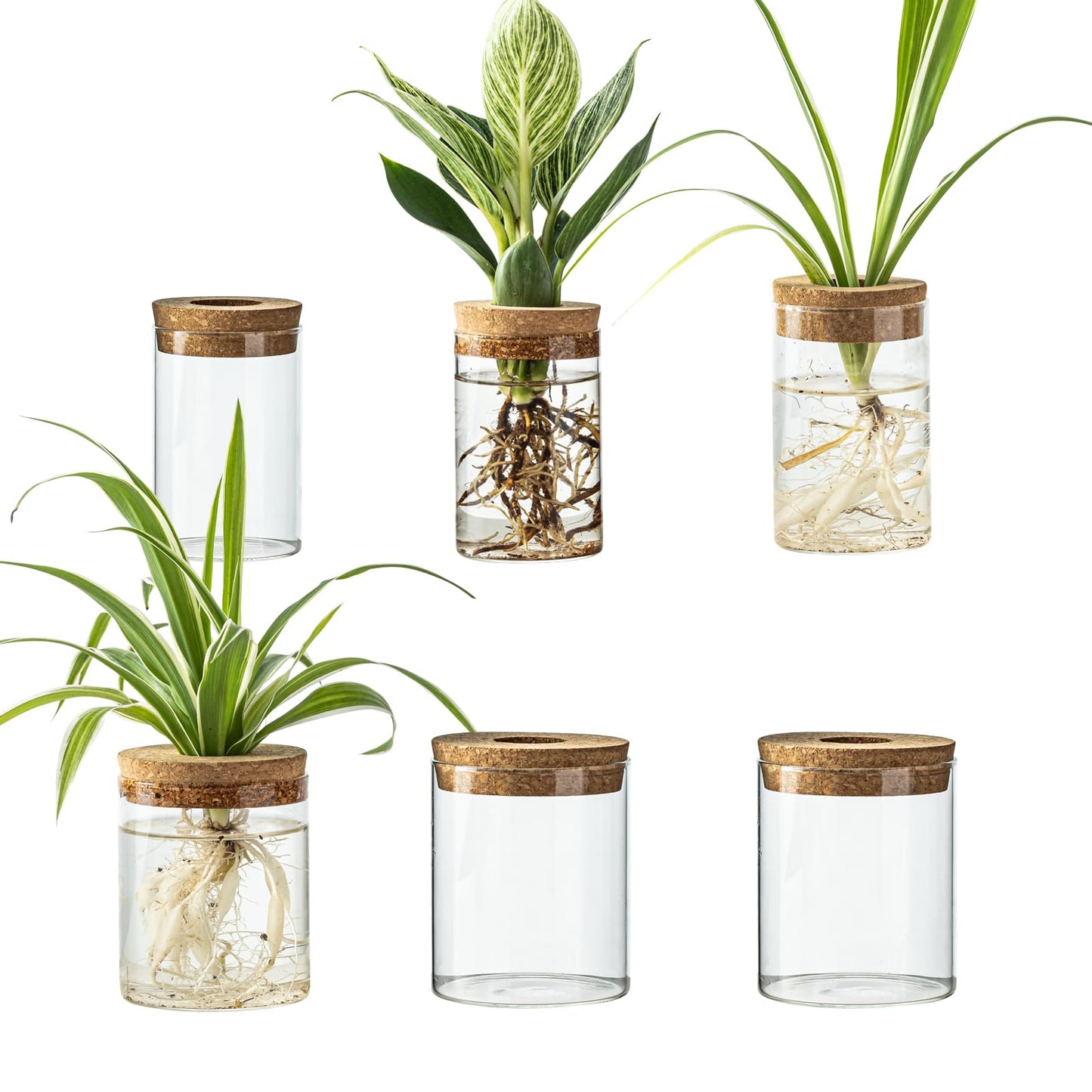 Glass Plant Propagation Station Set – Water Planting Glass Vase for Herb Cuttings,Succulent Water Rooting–Desktop Planter Jars for Home,Office,Living Room,Bedroom Decor(6PCS)