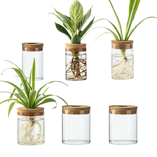 Glass Plant Propagation Station Set – Water Planting Glass Vase for Herb Cuttings,Succulent Water Rooting–Desktop Planter Jars for Home,Office,Living Room,Bedroom Decor(6PCS)
