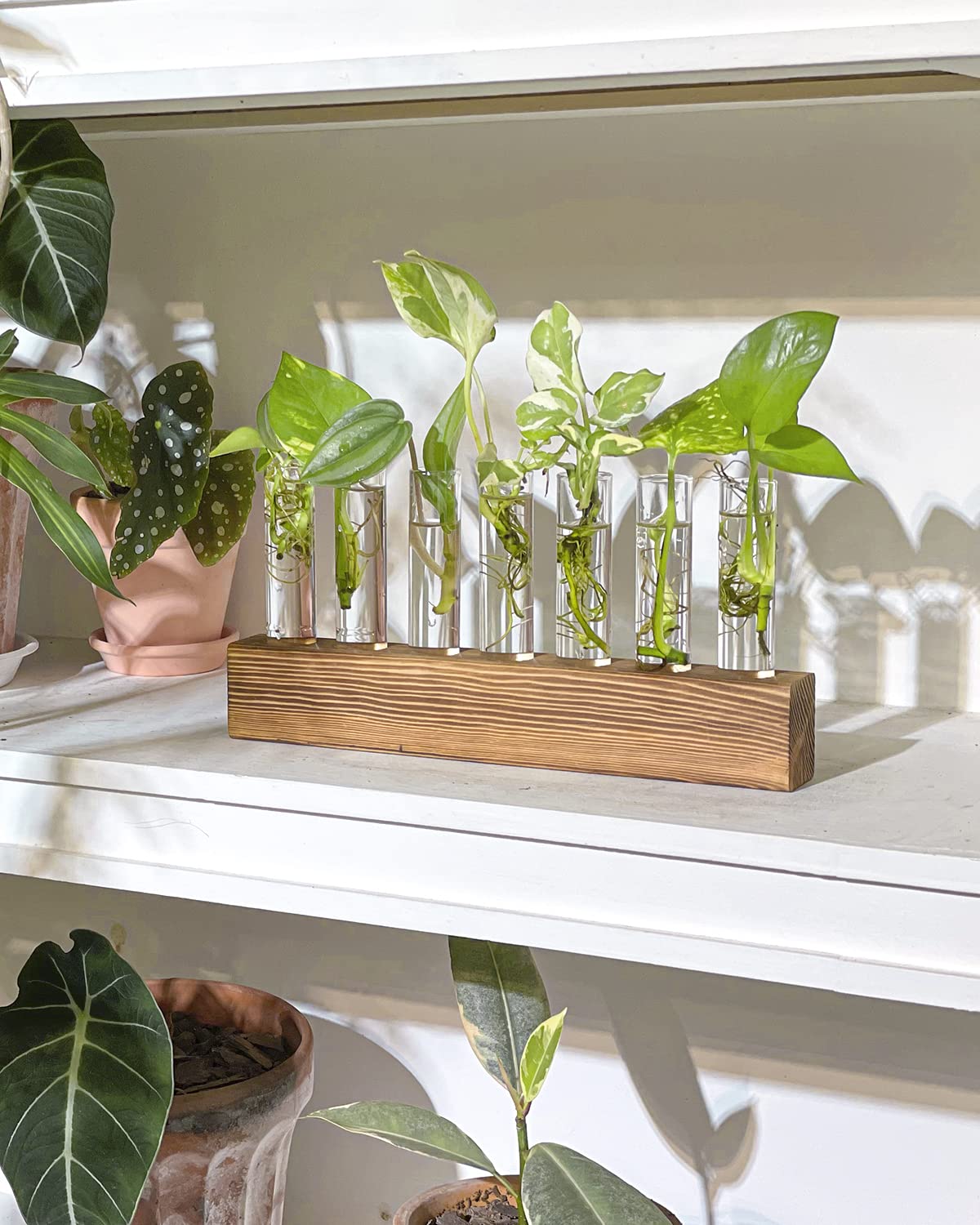 KAXYEW Plant Terrarium with Wooden Stand, Plant Propagation Tubes, 7 Test Tubes Glass Planter for Hydroponic Plant Cuttings Home Office Décor