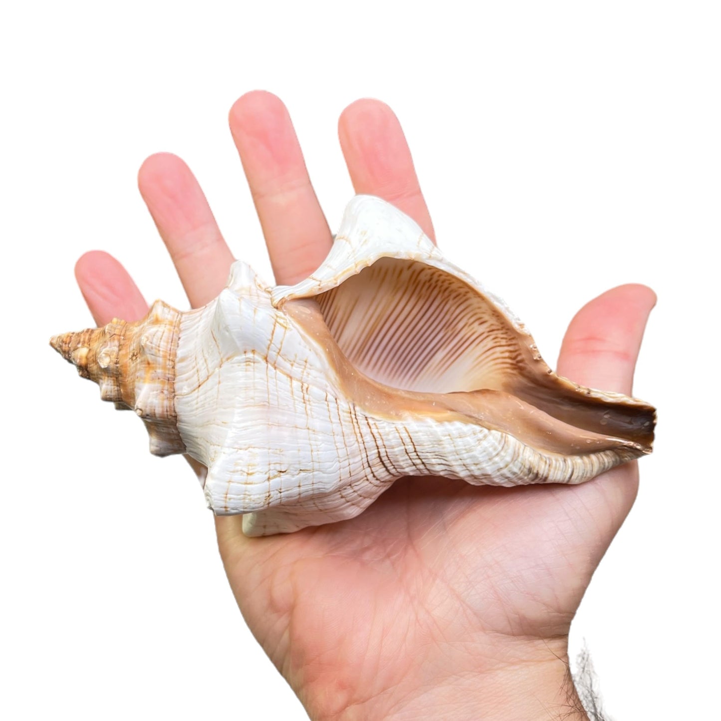 Tumbler Home Large Conch Shell for Aquarium and Beach Decor (Fox)