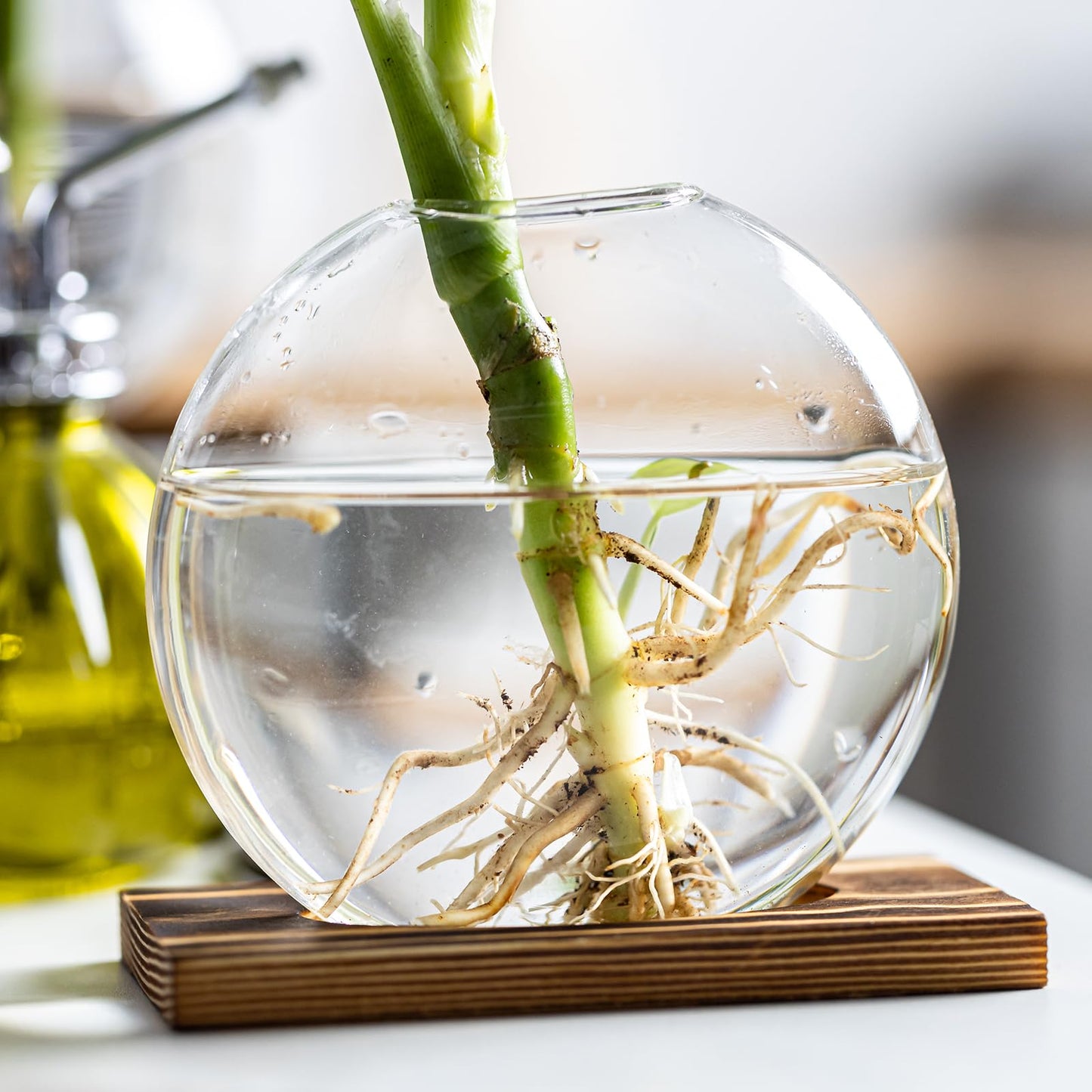 wangsdjy Glass Planter Propagation Station with Wooden Base - Clear Oblate Hydroponic Vase, Decorative Desktop Flower Vase for Home, Office, Windowsill - Gift for Plant Lovers (2)