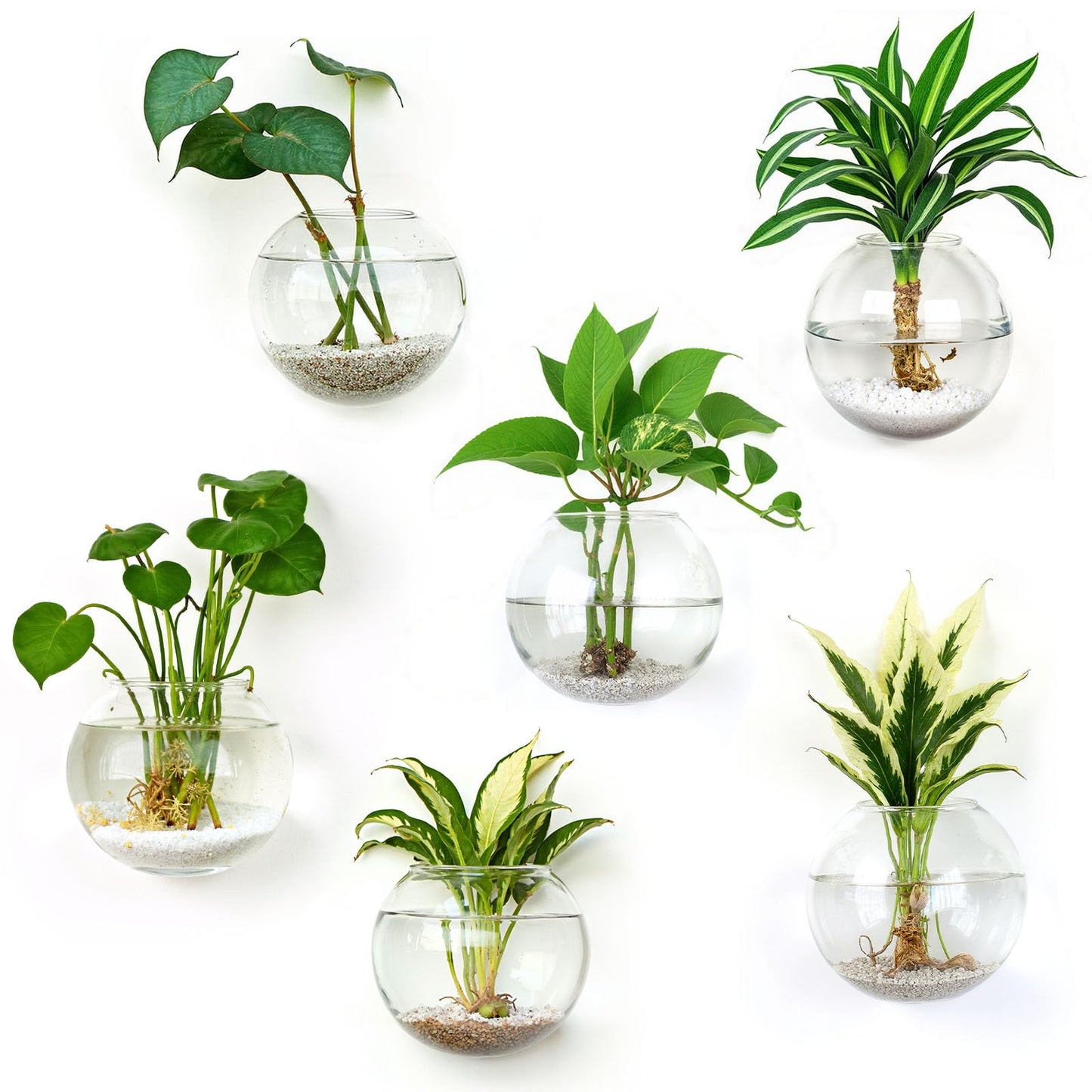 DomeStar Set of 6 Wall Vases, Wall Mounted Propagation Station Hanging Glass Vases Terrarium Station for Hydroponics Plants Home Office Decor