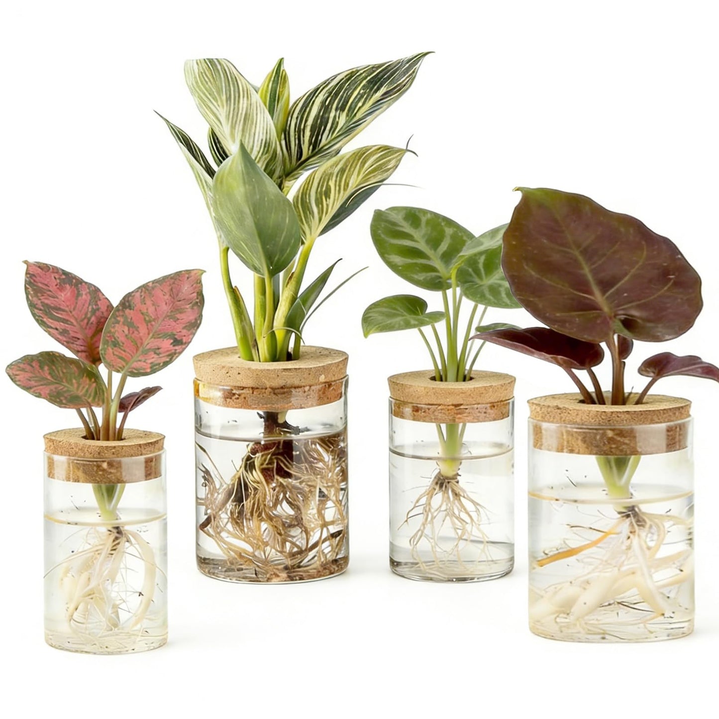 Glass Plant Propagation Station Set of 4, 2 Large and 2 Small Clear Borosilicate Glass Vases for Plant Propagation, Modern Nordic Hydroponic Propagation Stations for Home Office Decor