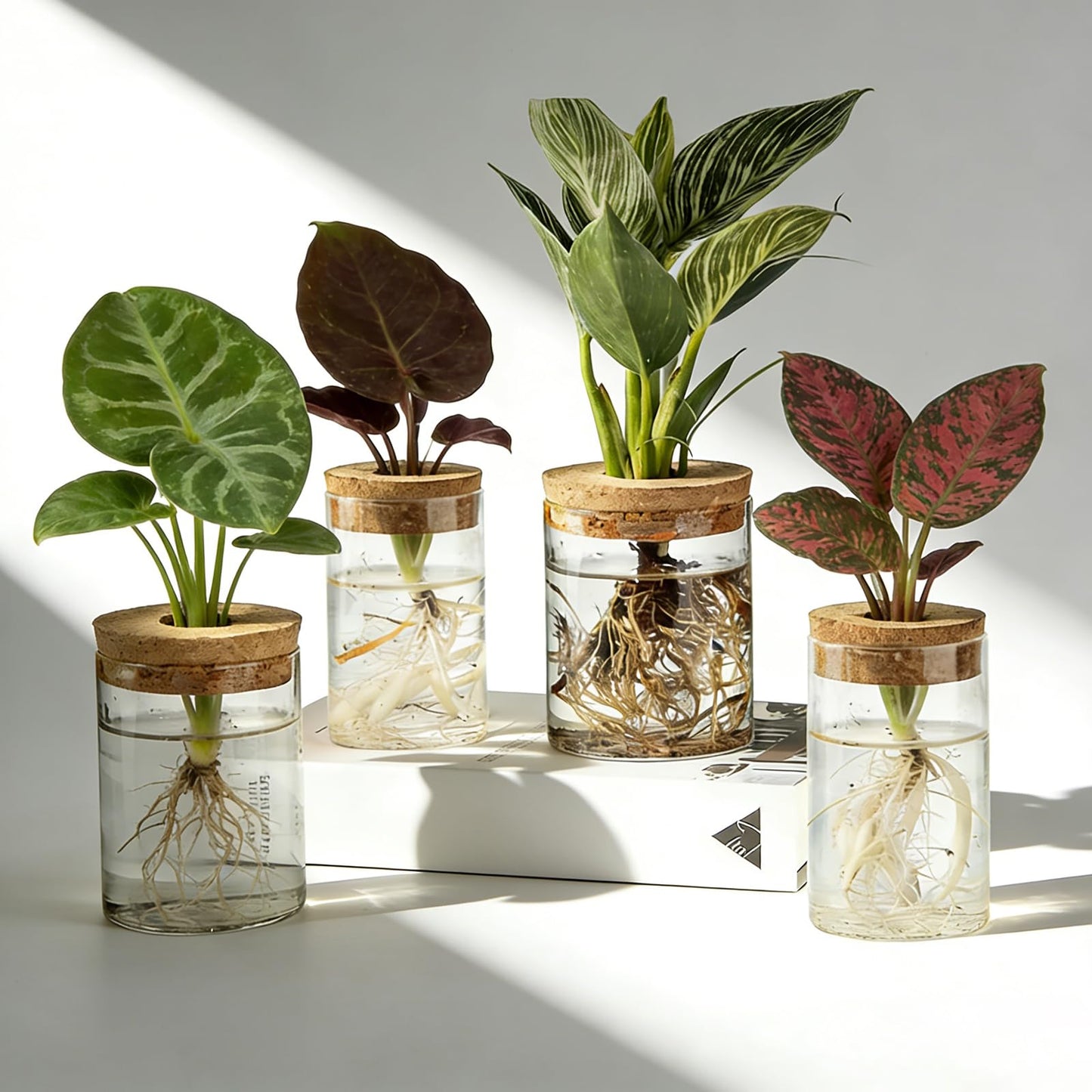 Glass Plant Propagation Station Set of 4, 2 Large and 2 Small Clear Borosilicate Glass Vases for Plant Propagation, Modern Nordic Hydroponic Propagation Stations for Home Office Decor