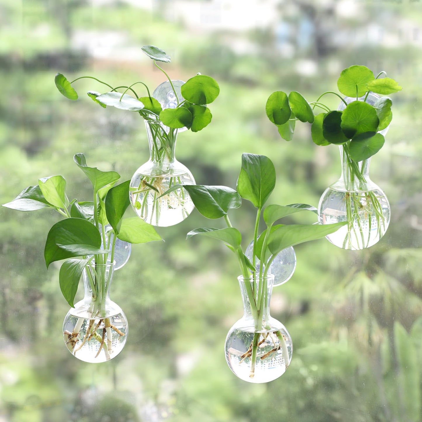 Bunmery 4 pcs Window Propagation Stations, Easy to Install Plant Propagation Bulbs with Suckion Cups, No Nails Wall Hanging Planter Propagation Station, Glass Plant Terrarium Vase