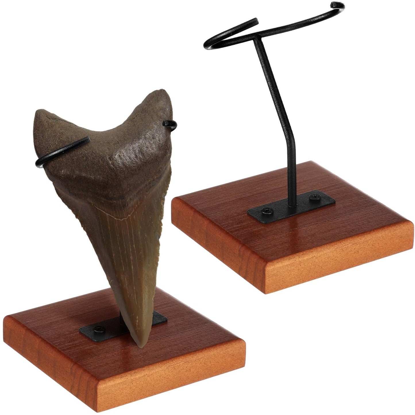 Chunful 2 Pcs Megalodon Shark Tooth Holder Metal Shark Tooth Display Stand with Wood Base for Mineral Agate, Rocks Crystal, Gemstones, Fossils, Coral Geodes, Plate and Photo