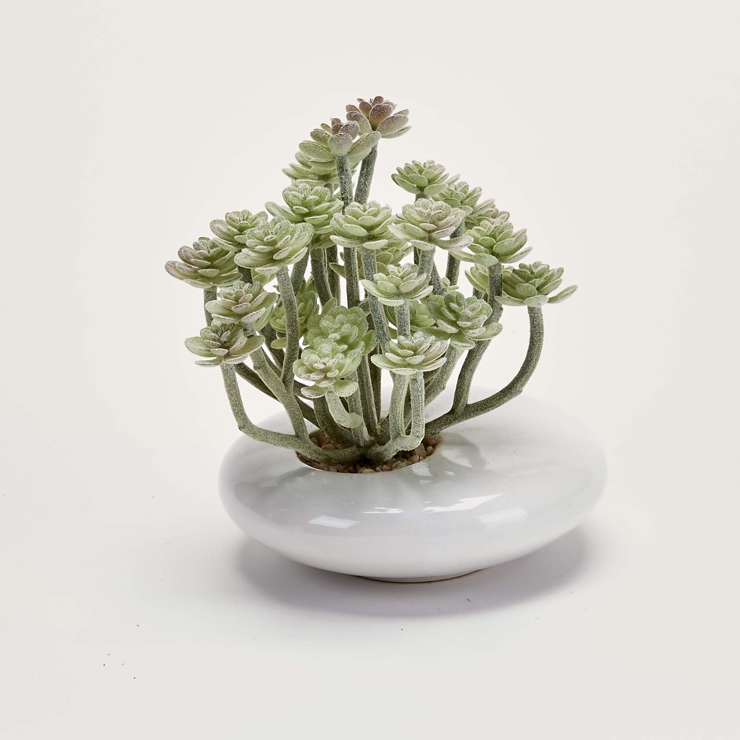 WORTH IMPORTS 5" Artificial Aeonium Succulent in White Ceramic Container
