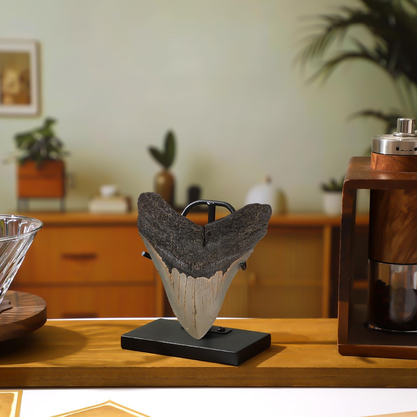 Chunful 2 Pcs Megalodon Shark Tooth Display Stand Metal Display Holder with Base for Mineral Agate, Rocks Crystal, Gemstones, Fossils, Coral Geodes, Plate and Photo