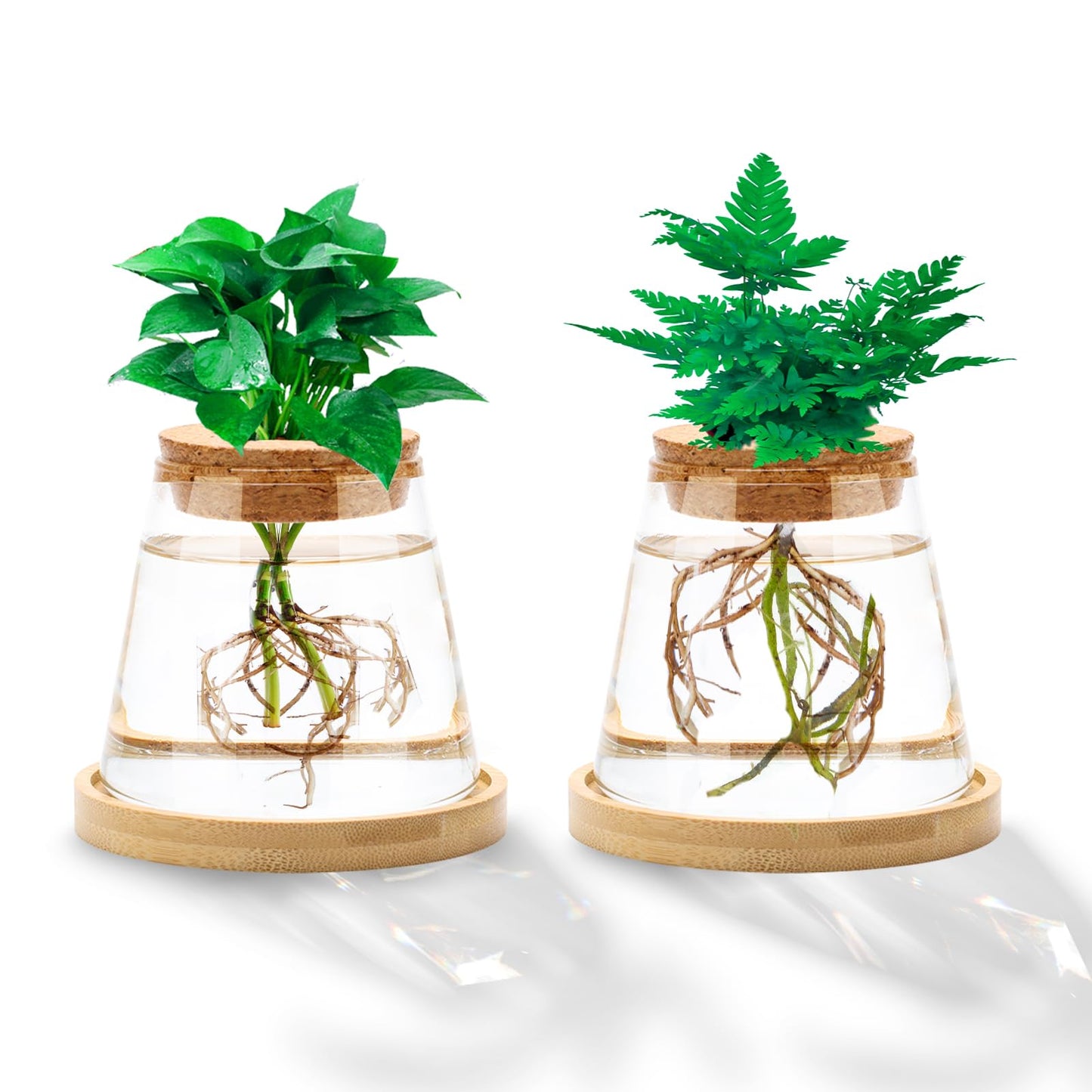 Coldairsoap 2 Pcs Plants Propagation Station, Separated Desktop Glass Planter Station Hydroponics Plant Terrarium with Wooden Tray & Lid Glass Vase Propagating Jars Gifts for Women Mom Plant Lovers