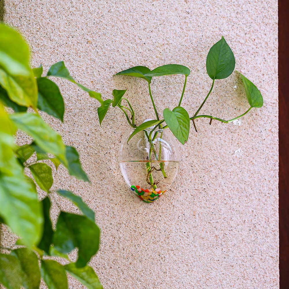 NUPTIO Hanging Planter Wall Terrarium: Glass Plant Holder 4 PCS Water Planting Vases Succulents Container Hydroponics Pots Clear Propagation Station Airplant Display for Office Home Living Room Gifts