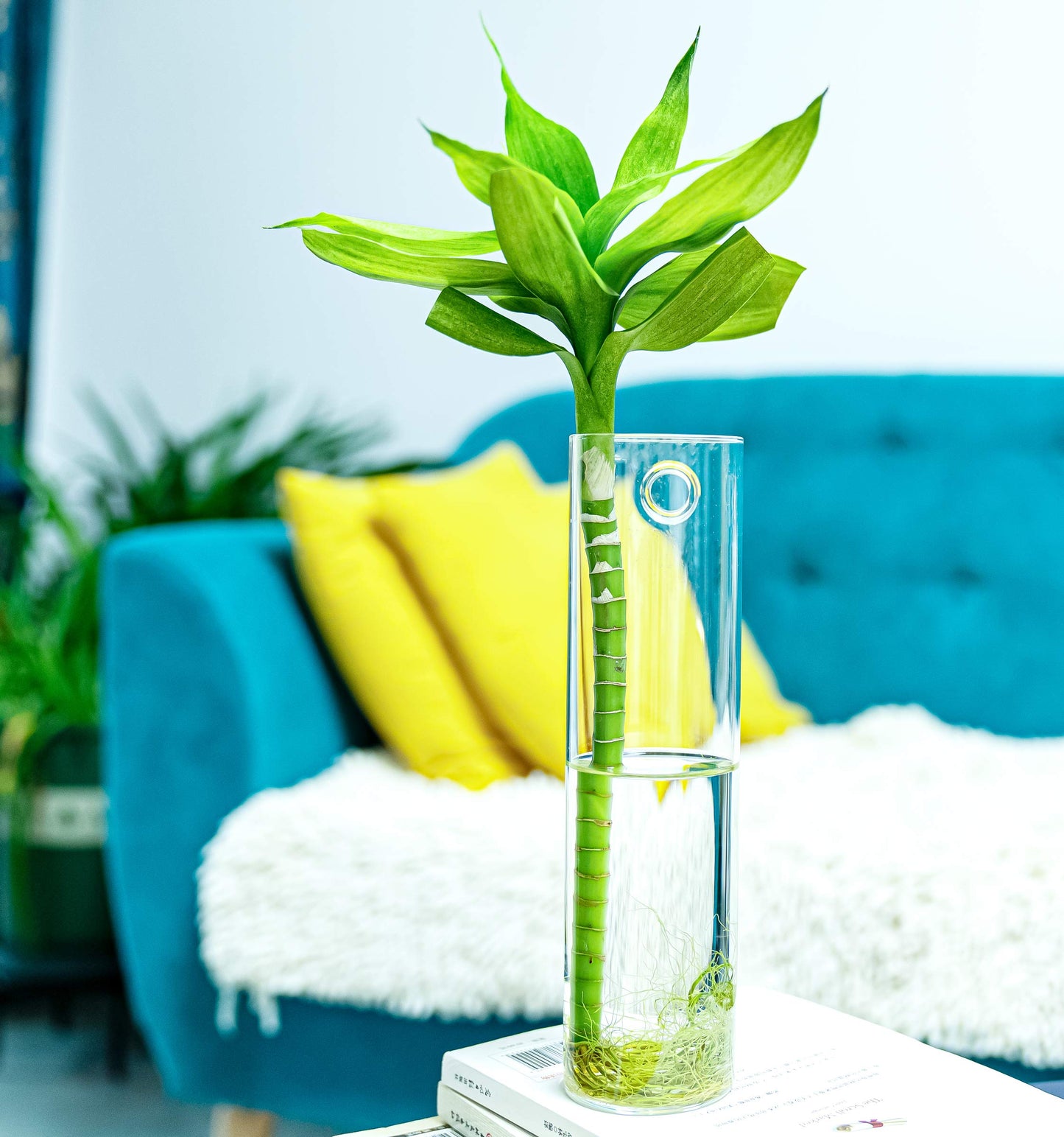 PACDONA 2 Pack Wall Hanging Planters Glass Terrariums - Cylindrical Plants Holders Air Plants Succulents Planters Flowers Glass Wall Vase Containers for Decor Indoor Garden