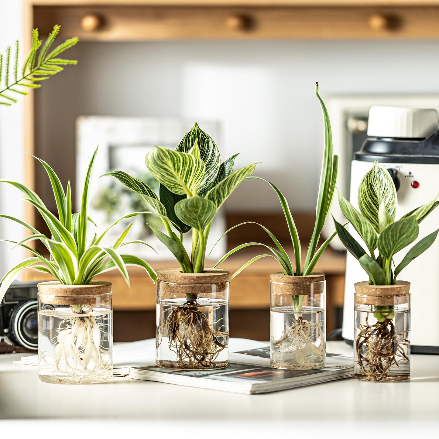 Glass Plant Propagation Stations for Plants – Set of 4(2 Large & 2 Small) Hydroponic Vases for Plant Cuttings,Flower Arrangements, Home & Office Decor–Desktop Vases for Living Room, Bedroom (4)