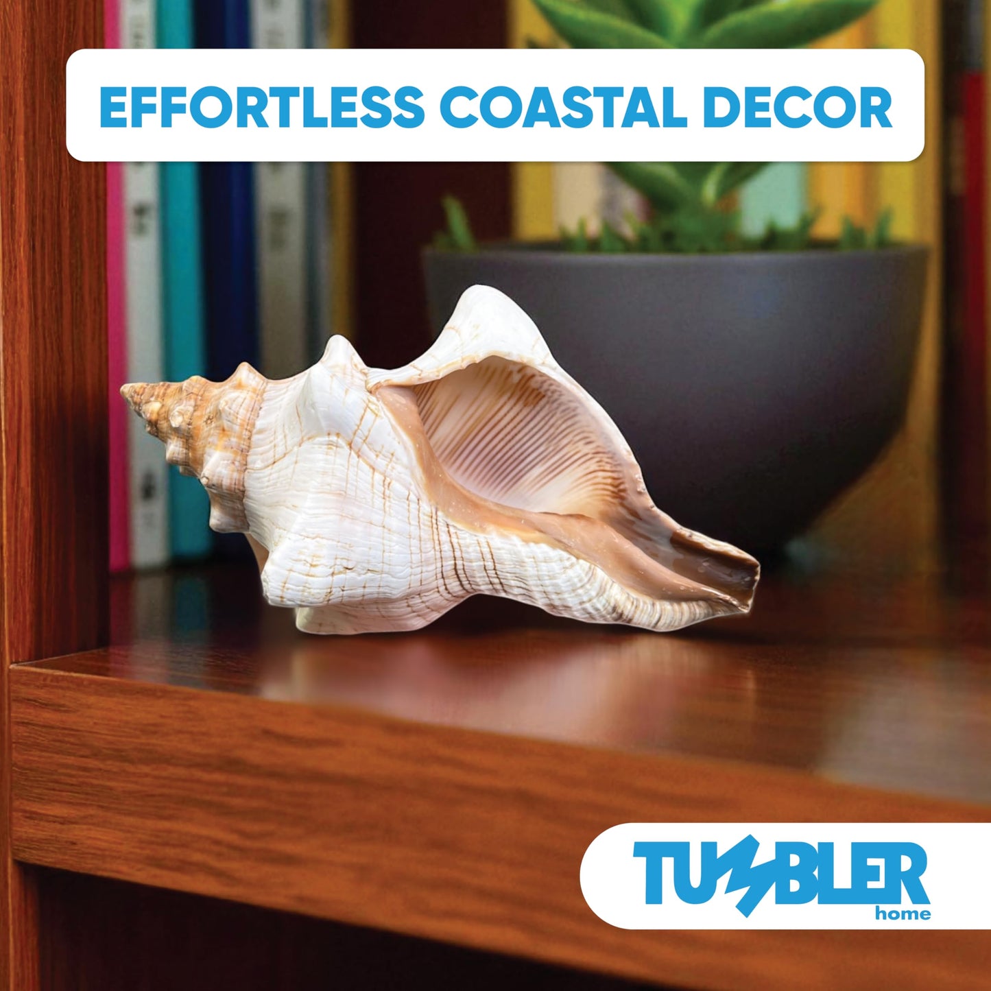Tumbler Home Large Conch Shell for Aquarium and Beach Decor (Fox)