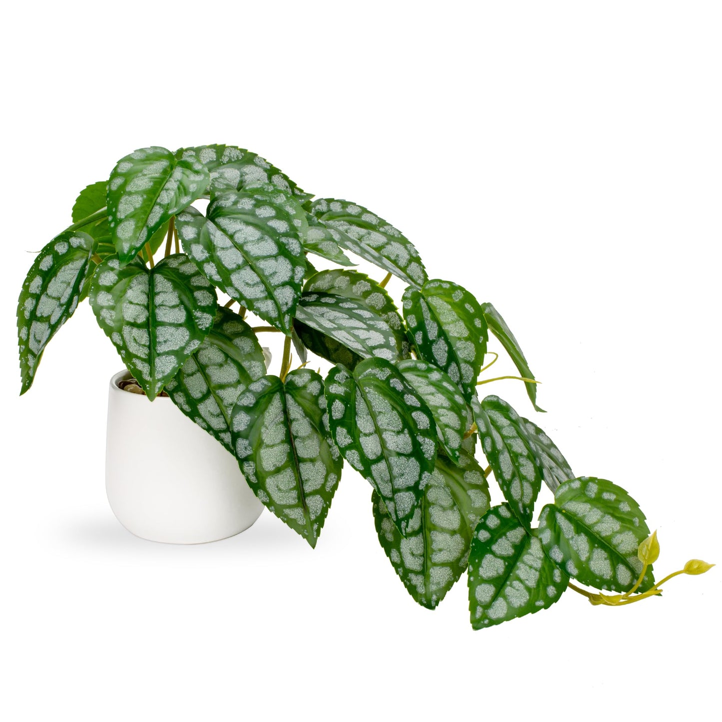 DILATATA Fake Plants Indoor 8 Inch Artificial Watermelon Plant in White Ceramic Pot - Faux Potted Pothos Plant for Home Aesthetic Decor Living Room Shelf Office