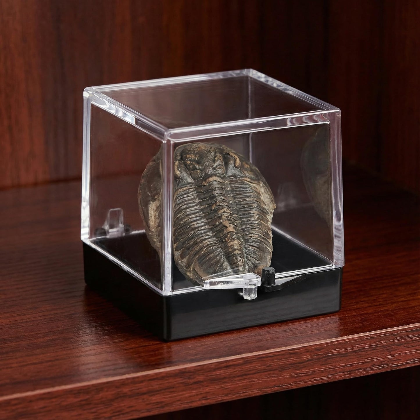NOLITOY 60 pcs Clear Cube Display Boxes for Mineral Specimens – 35×35×35 mm Transparent Display Cases with Black Base – Collector’s Bulk Set for Rock Crystal Gemstone Storage