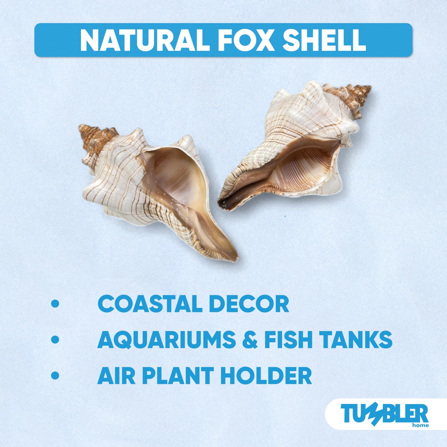Tumbler Home Large Conch Shell for Aquarium and Beach Decor (Fox)
