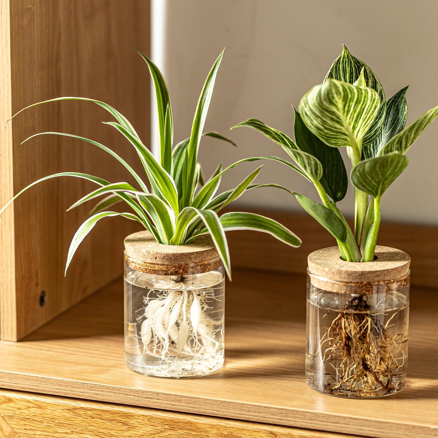 Glass Plant Propagation Station Set – Water Planting Glass Vase for Herb Cuttings,Succulent Water Rooting–Desktop Planter Jars for Home,Office,Living Room,Bedroom Decor(6PCS)