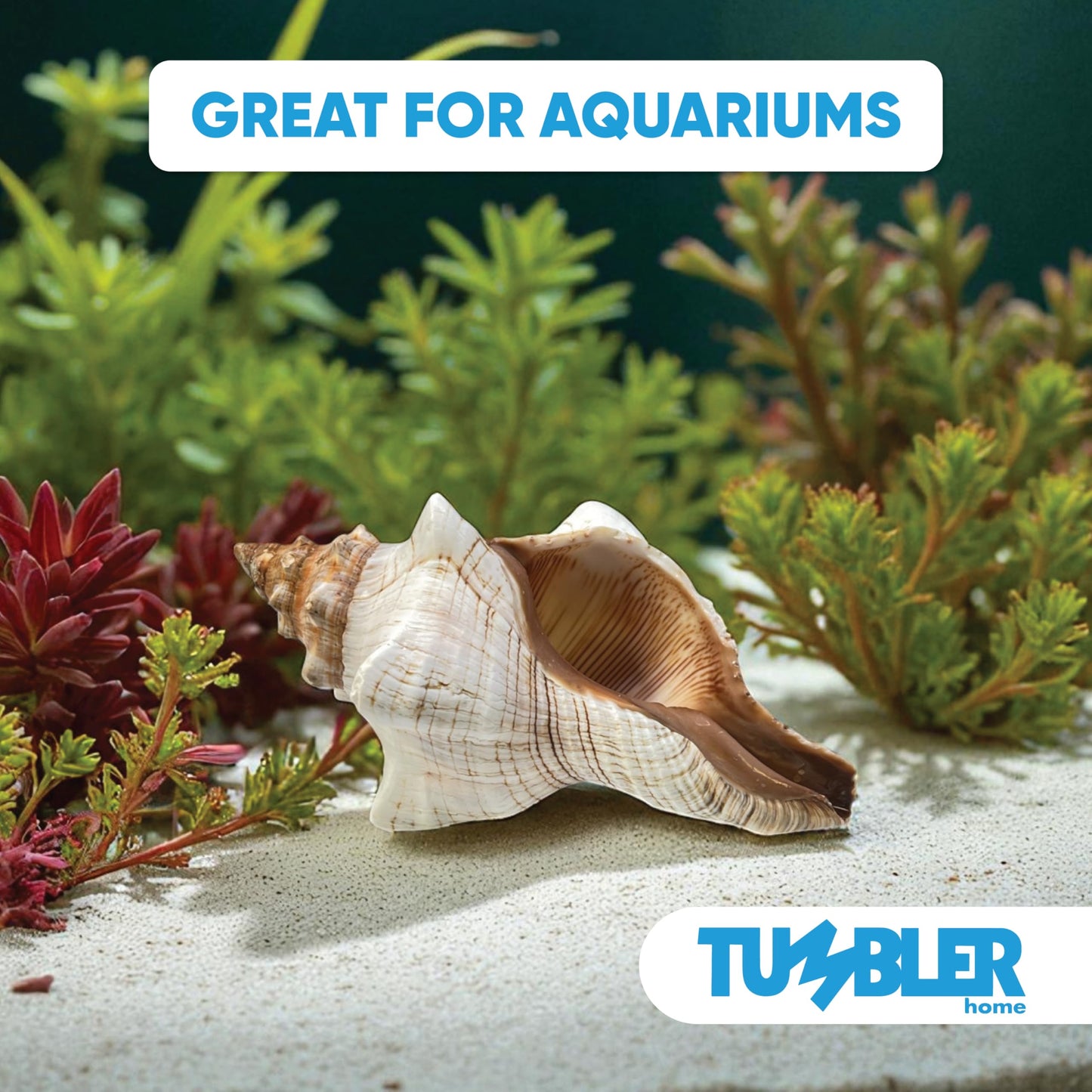 Tumbler Home Large Conch Shell for Aquarium and Beach Decor (Fox)